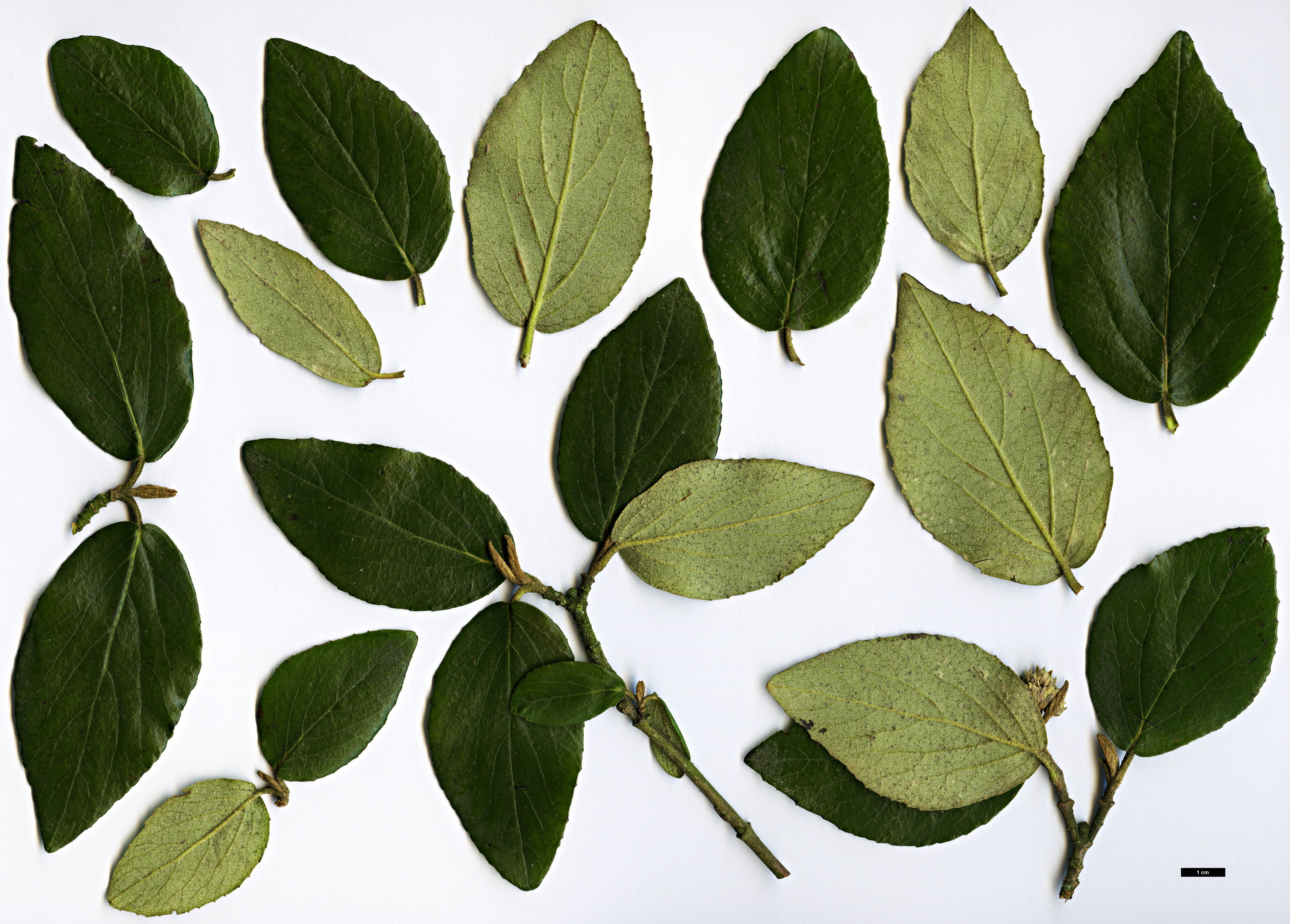High resolution image: Family: Adoxaceae - Genus: Viburnum - Taxon: ×burkwoodii (V.carlesii × V.utile)